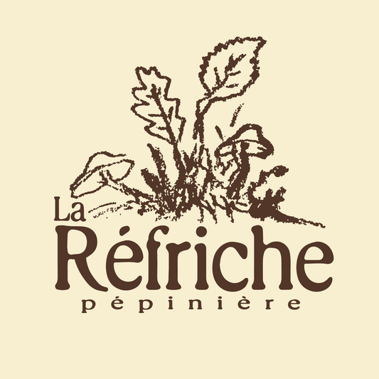 Instruction pour bloc de Pleurote de Panicaut