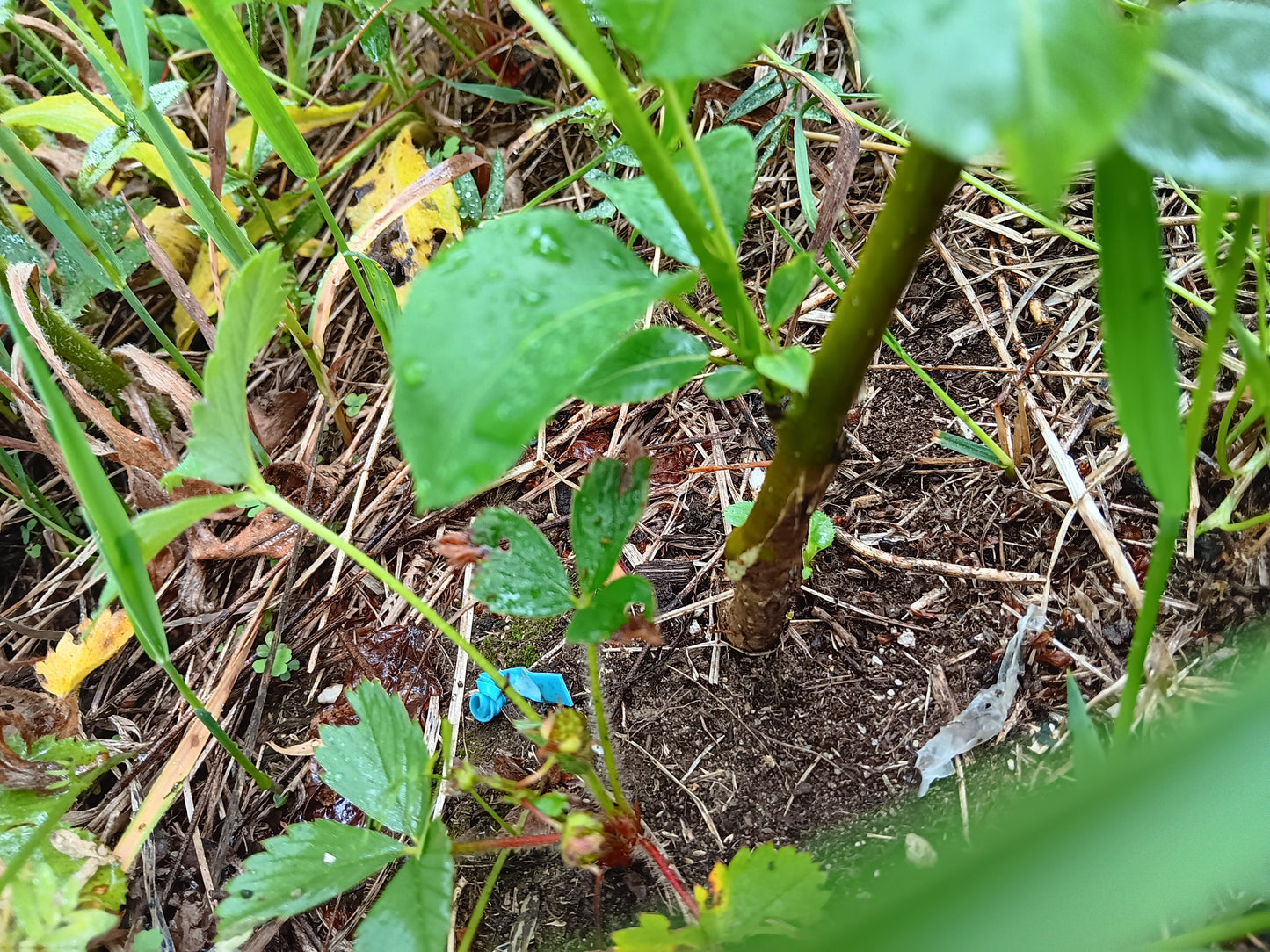 Formation sur la greffe des arbres fruitiers