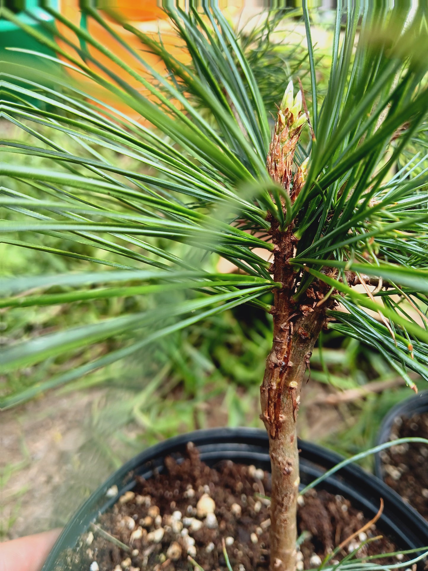 Formation sur la greffe des arbres fruitiers
