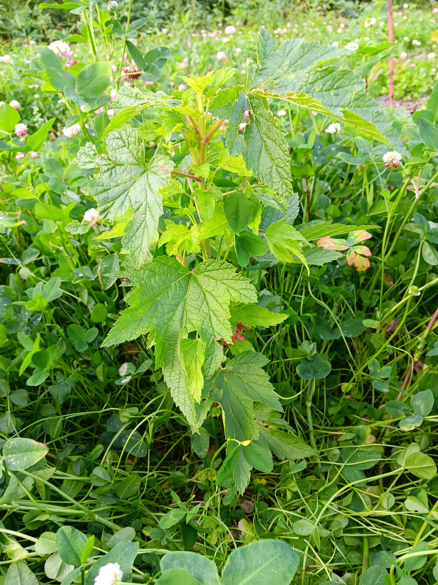Formation sur le bouturage des arbustes fruitiers