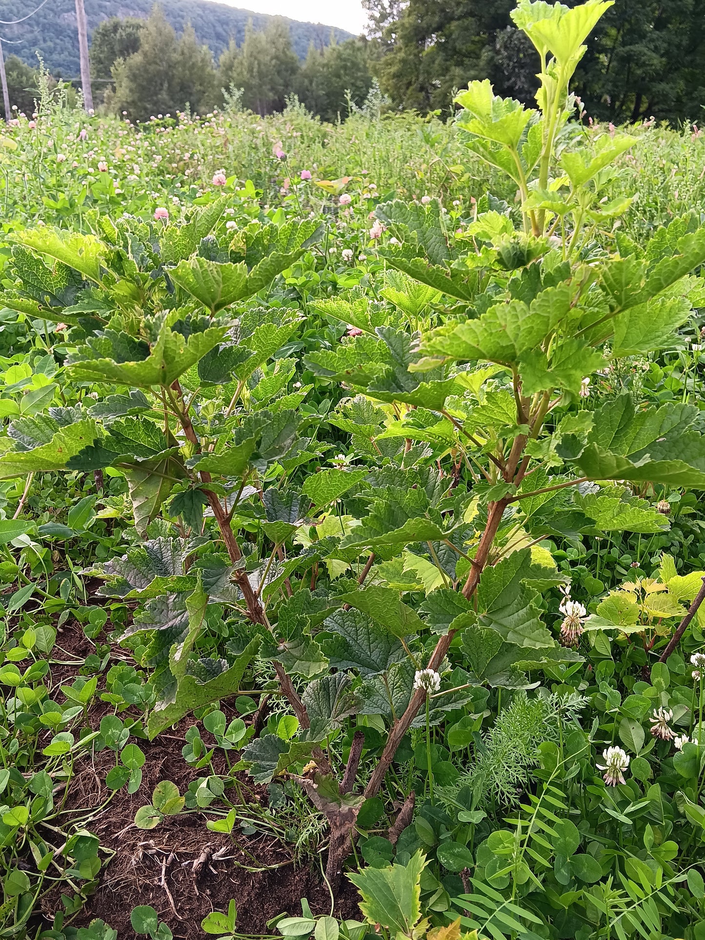 Formation sur le bouturage des arbustes fruitiers
