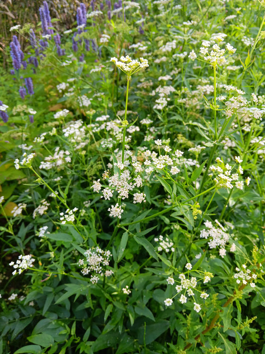 Chervis (Sium sisarum) - zone 4