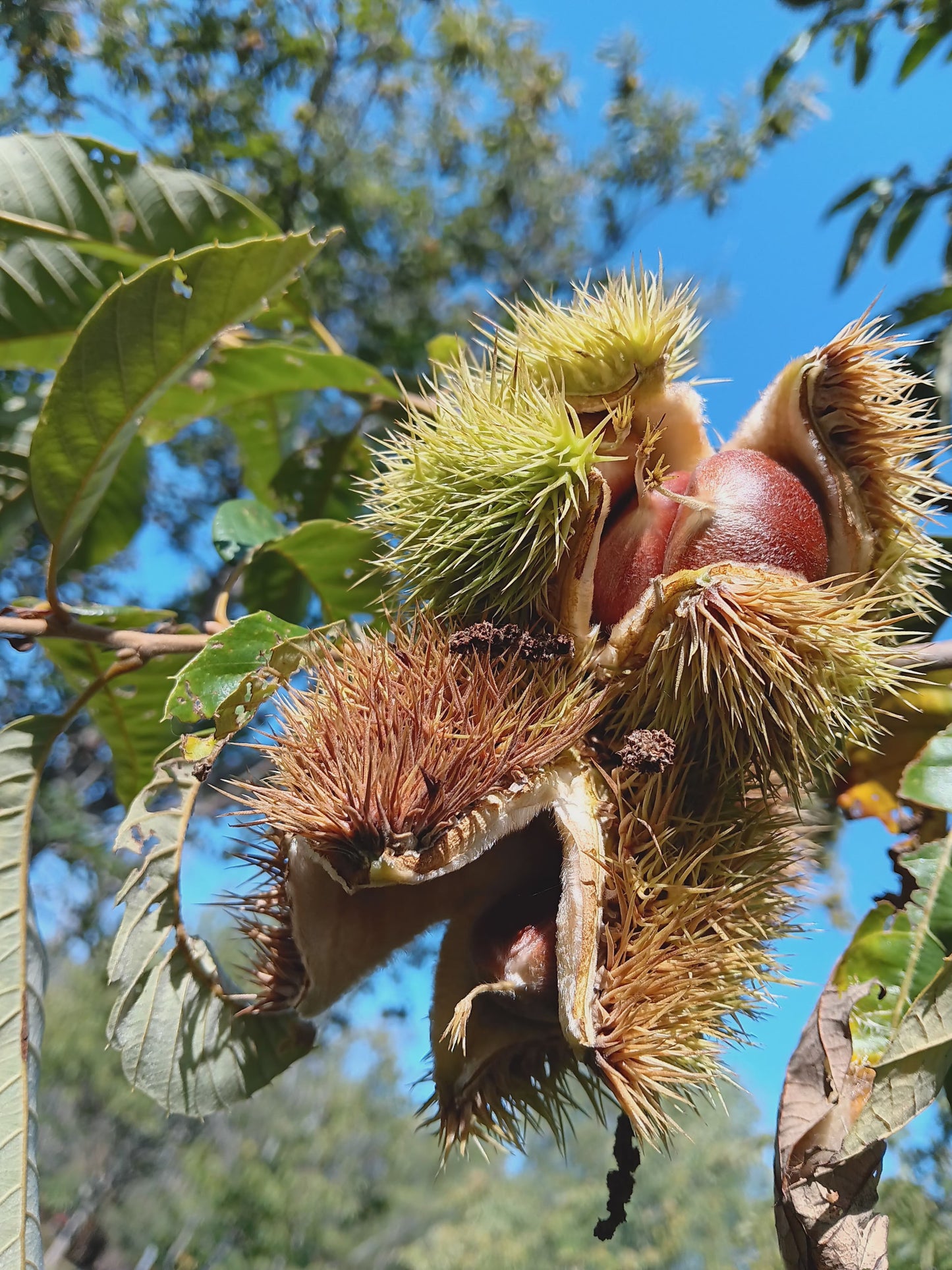 Hybrid chestnut (Castanea X spp.) - Zone 5b