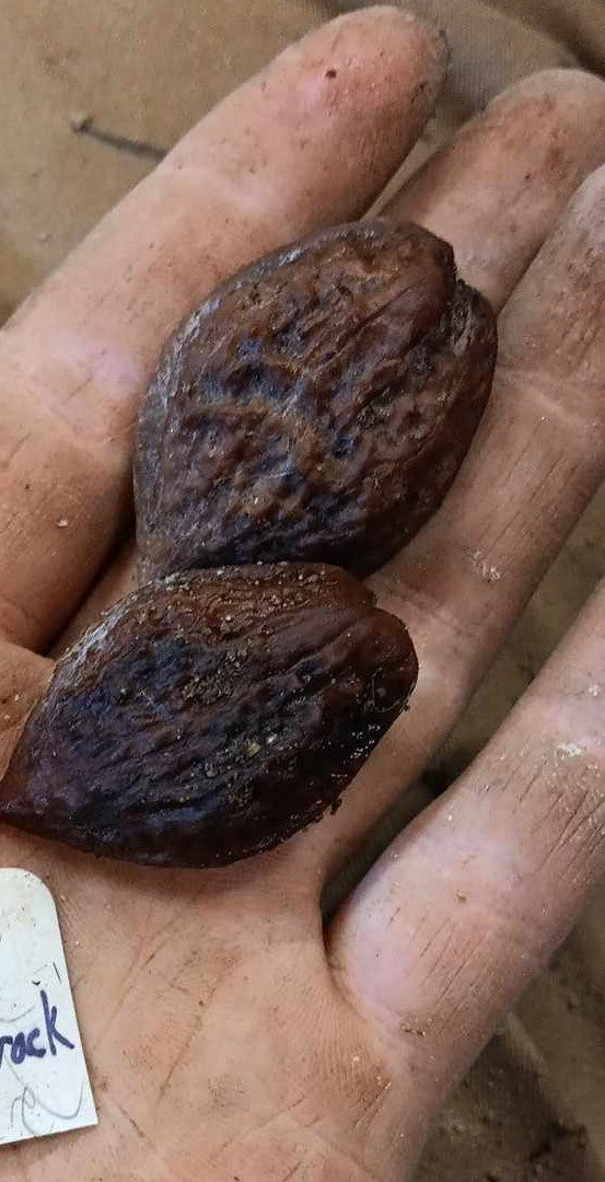 Noyer du Japon (Juglans ailantifolia) - Zone 5