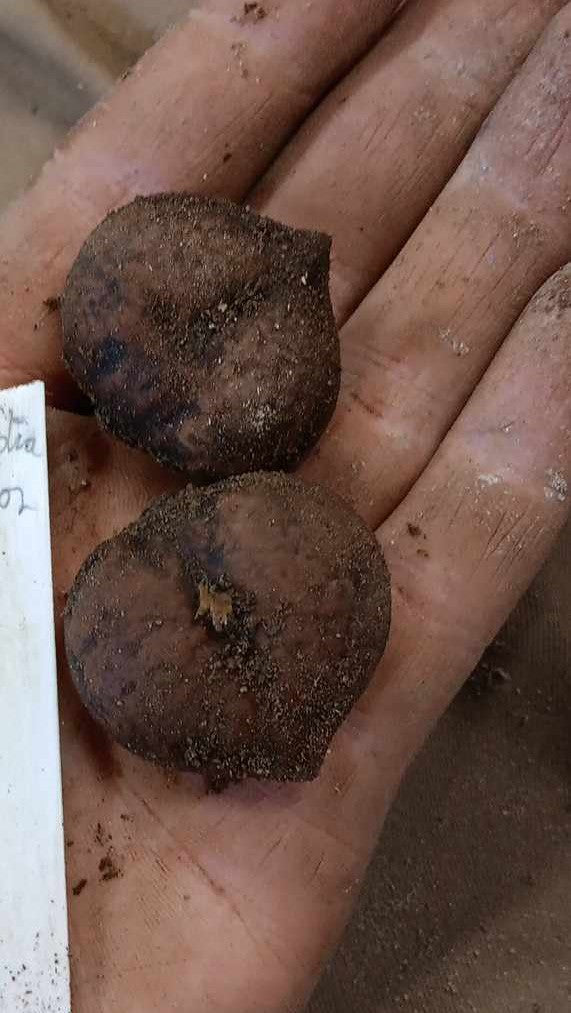 Noyer du Japon (Juglans ailantifolia) - Zone 5