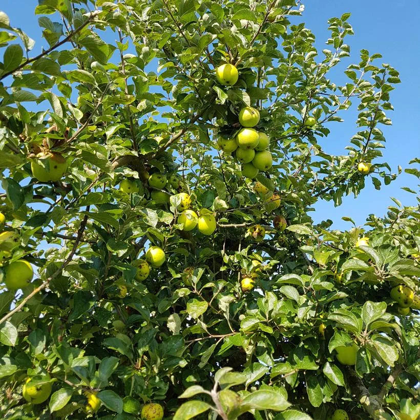 Pommier 'Domaine' - Zone 5, tardive