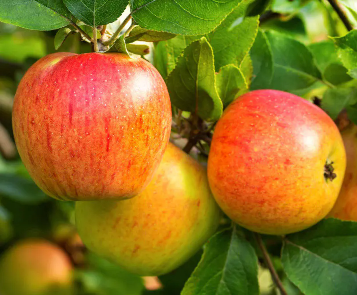 Pommier greffé (Malus domestica) à cidre - Zone 4