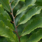 Hybrid chestnut (Castanea X spp.)- Zone 5b