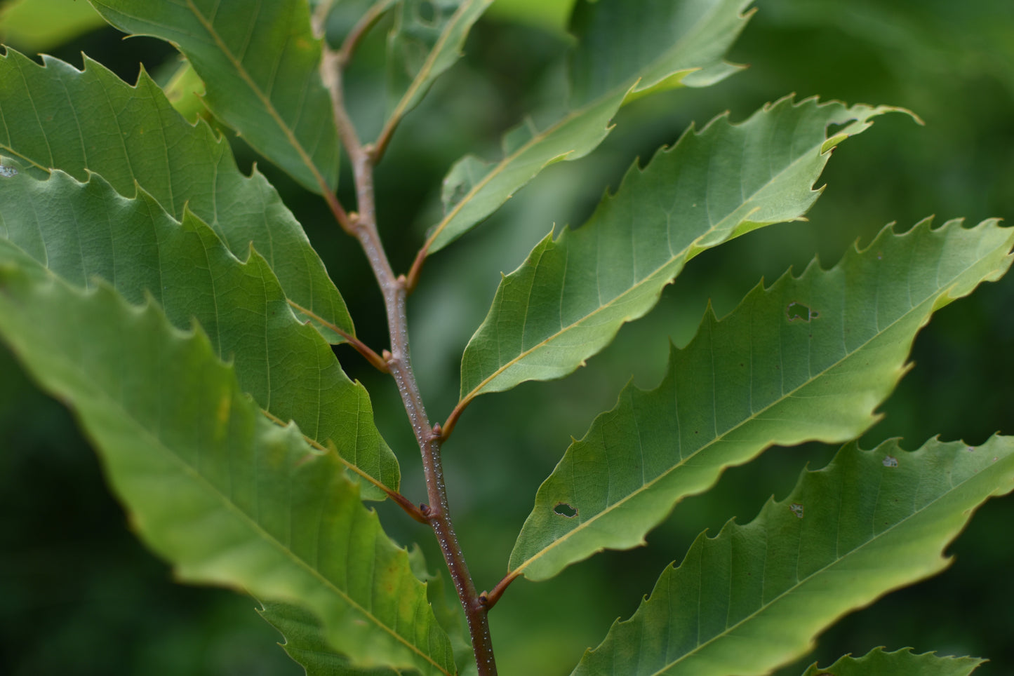 Hybrid chestnut (Castanea X spp.)- Zone 5b