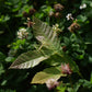 Hybrid chestnut (Castanea X spp.)- Zone 5b