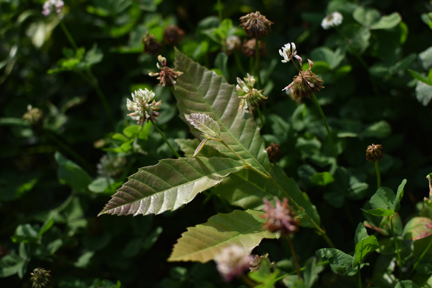 Hybrid chestnut (Castanea X spp.)- Zone 5b