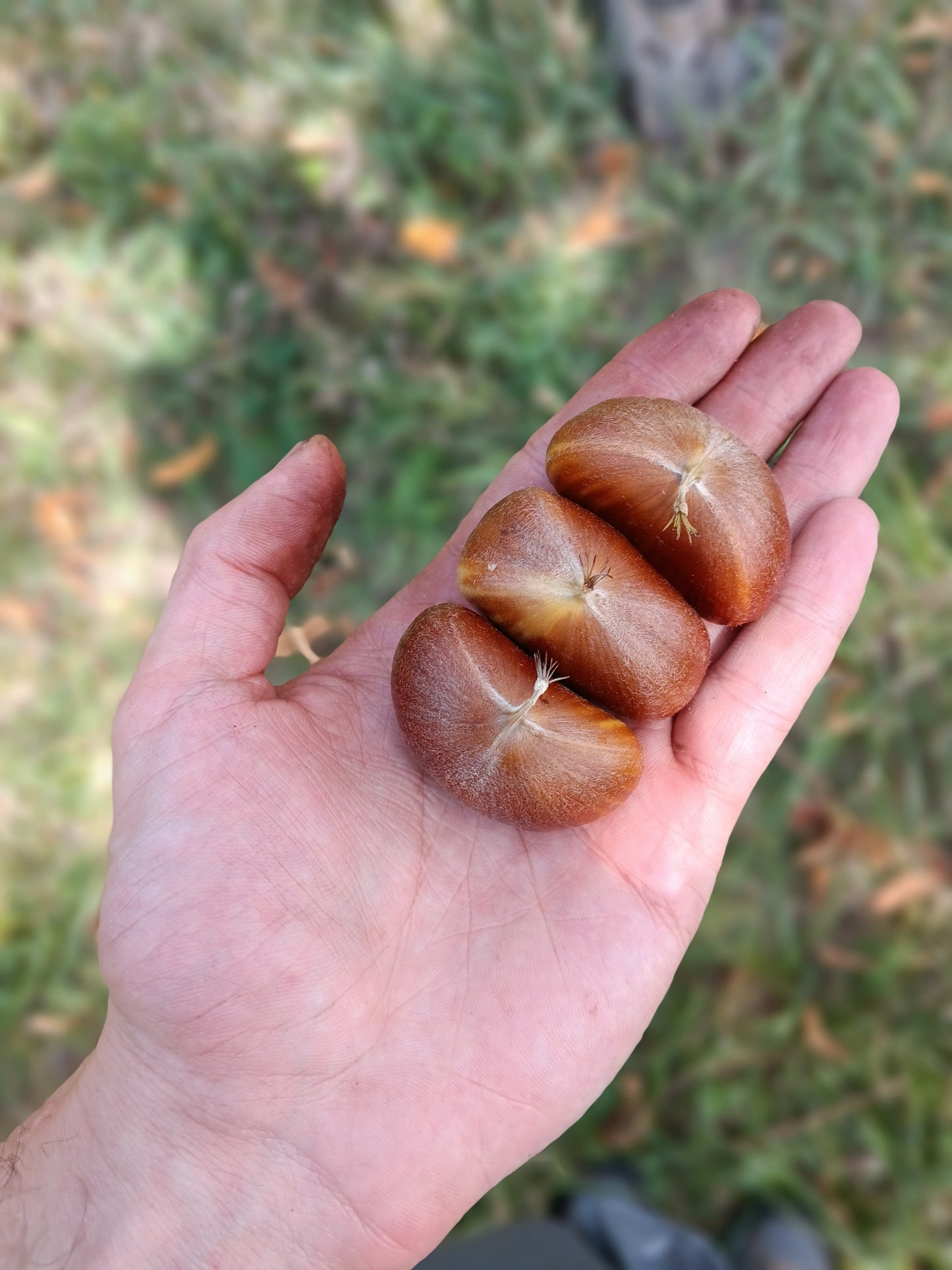 Hybrid chestnut (Castanea X spp.) - Zone 5b
