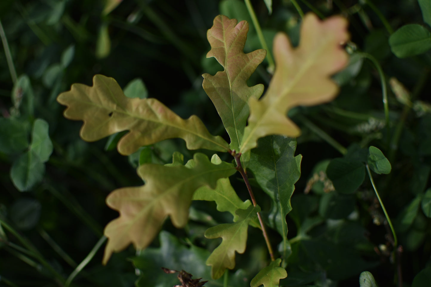 Chêne Pédonculé (Quercus robur) - Zone 4