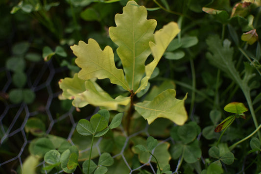 Chêne Pédonculé (Quercus robur) - Zone 4
