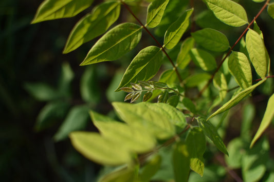 Chicot du Canada (Gymnocladus dioica) - Zone 4