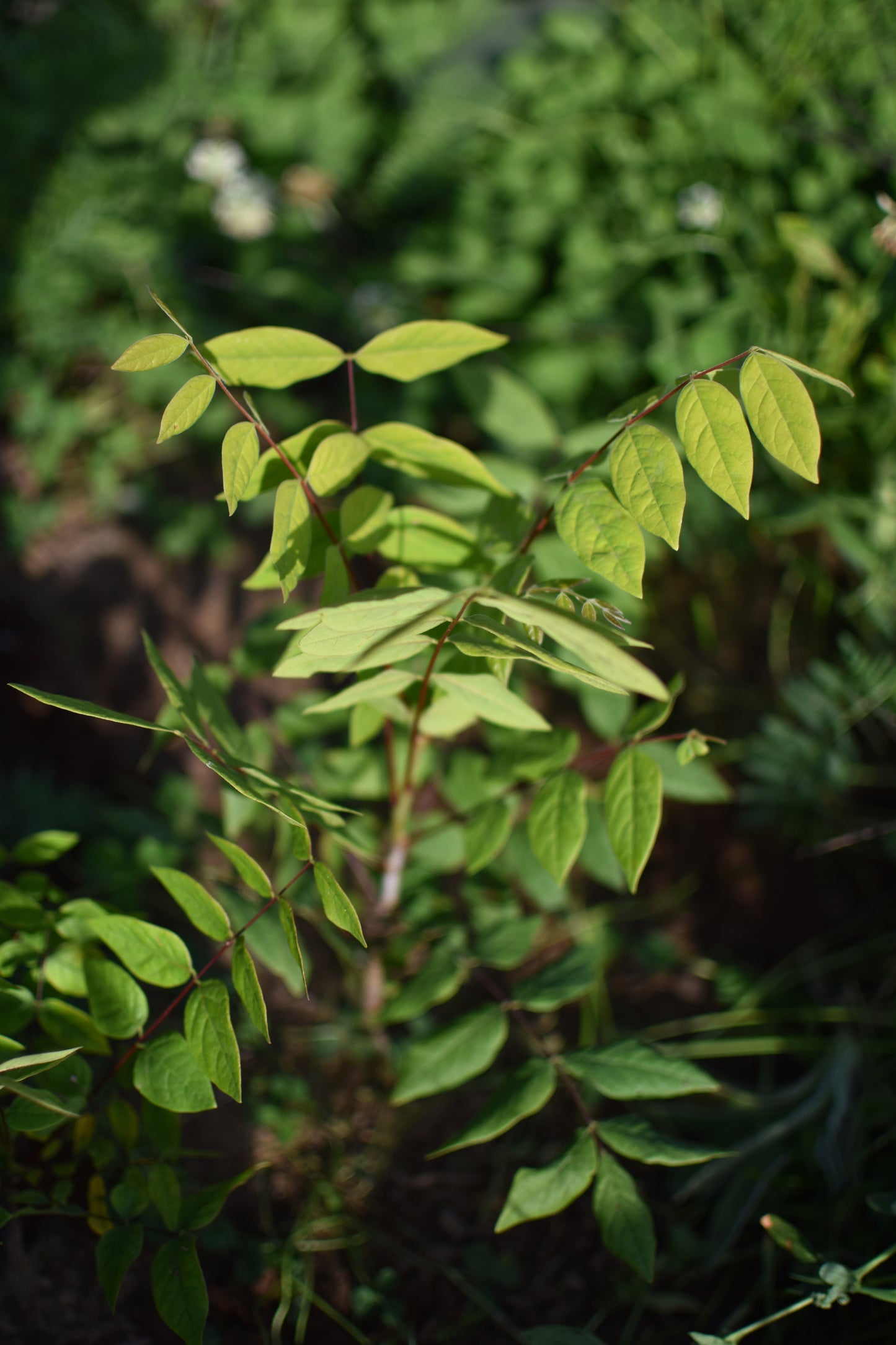 Chicot du Canada (Gymnocladus dioica) - Zone 4