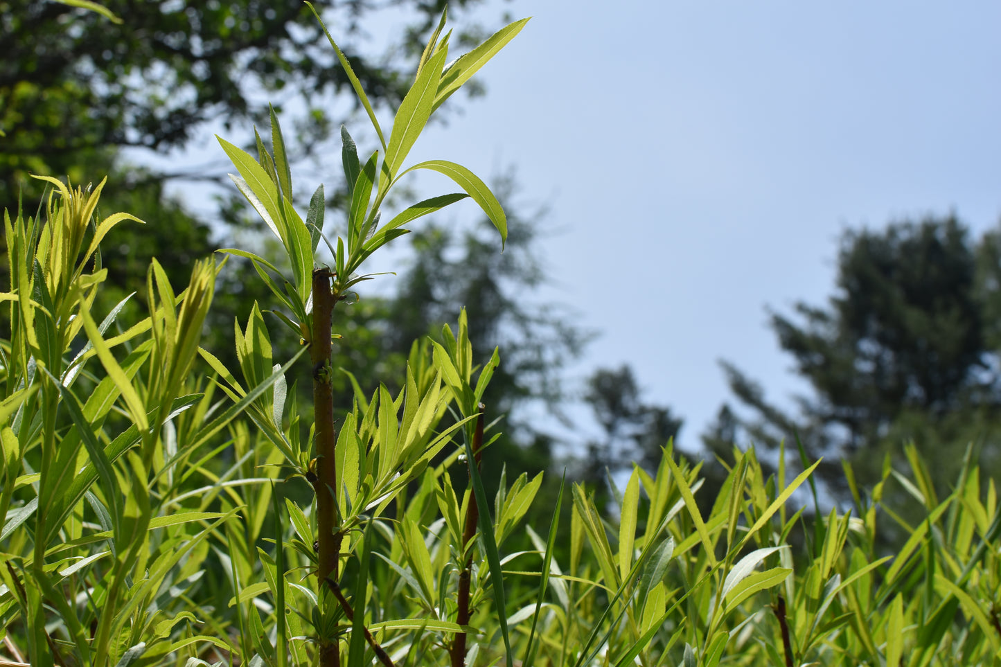 Saule arbustif (Salix spp.) - Zone 3