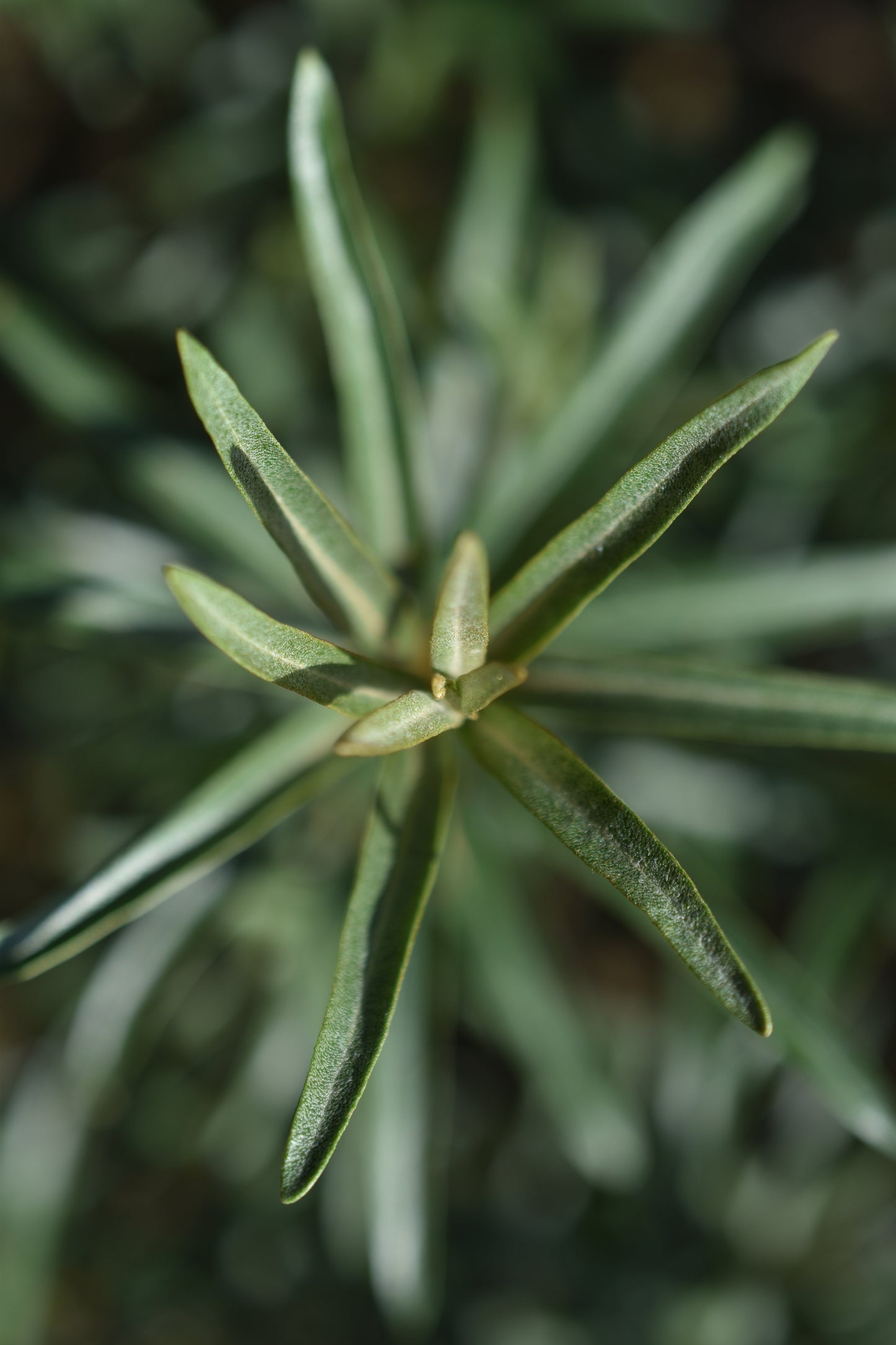 Female sea buckthorn 'Mary' - Zone 4