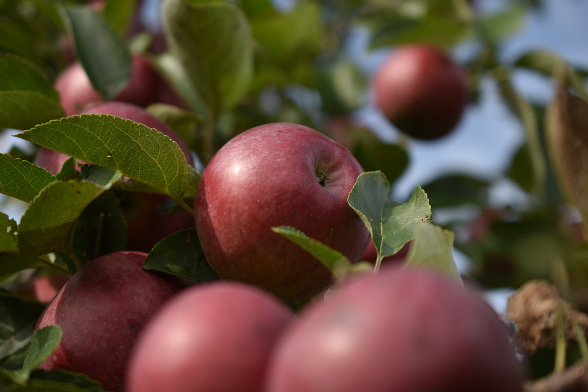 Pommier 'Liberty' - Zone 4, tardive
