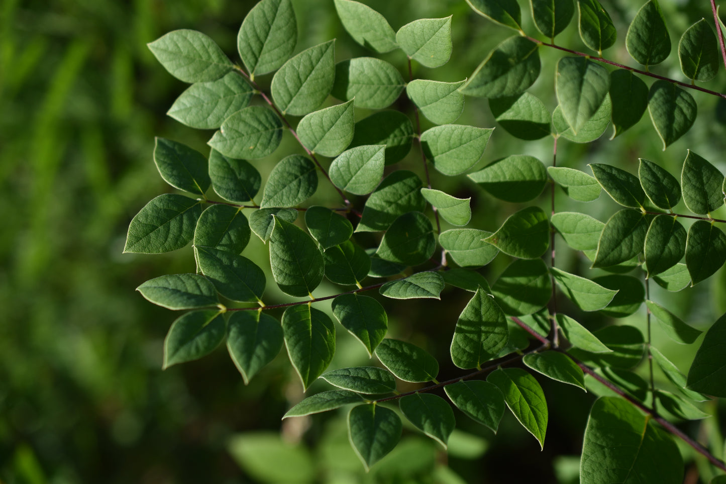 Chicot du Canada (Gymnocladus dioica) - Zone 4
