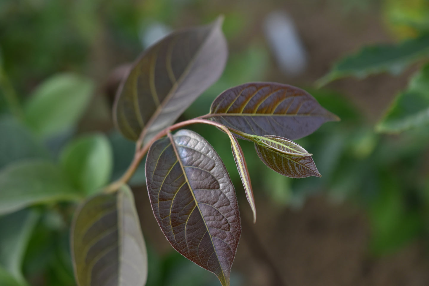Plaqueminier de virginie (Diospyros virginiana) - Zone 5b