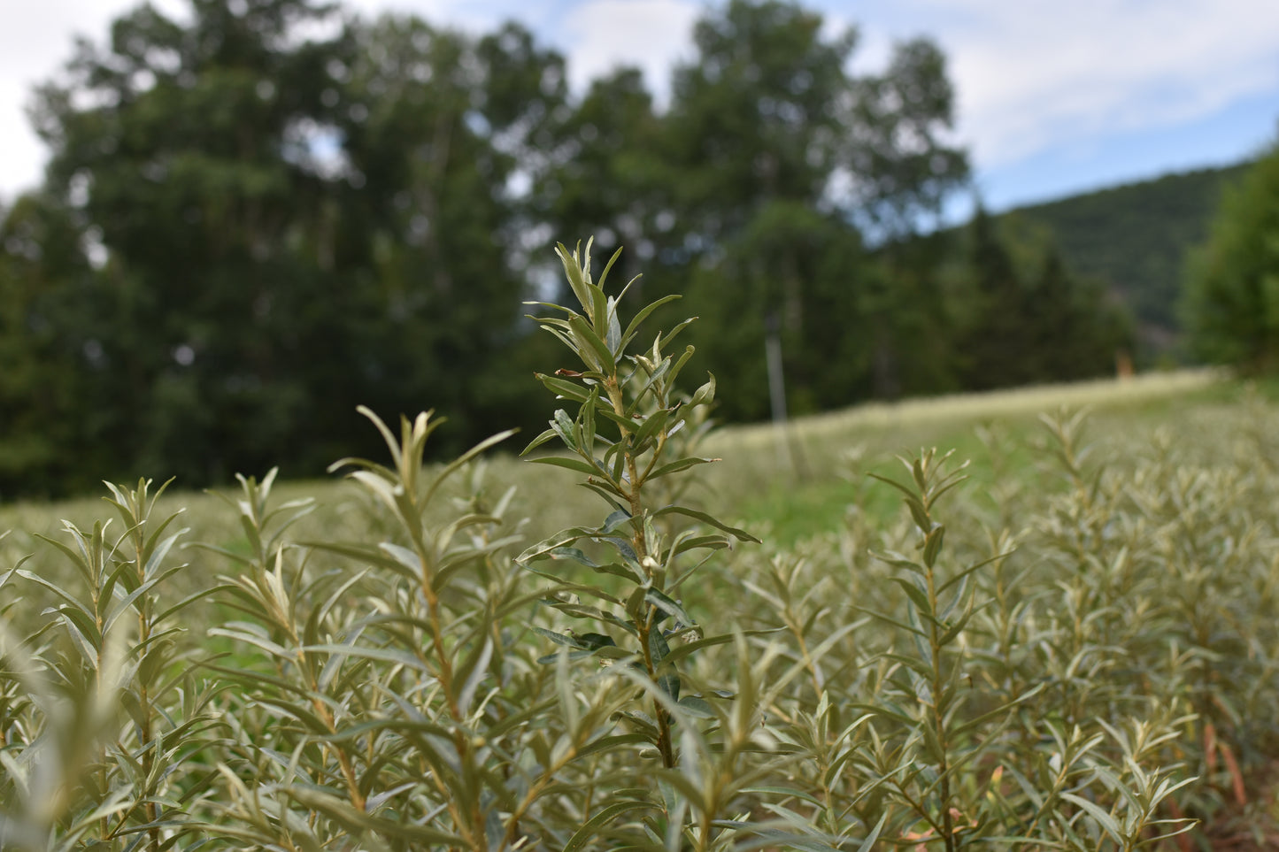 Female sea buckthorn 'Mary' - Zone 4