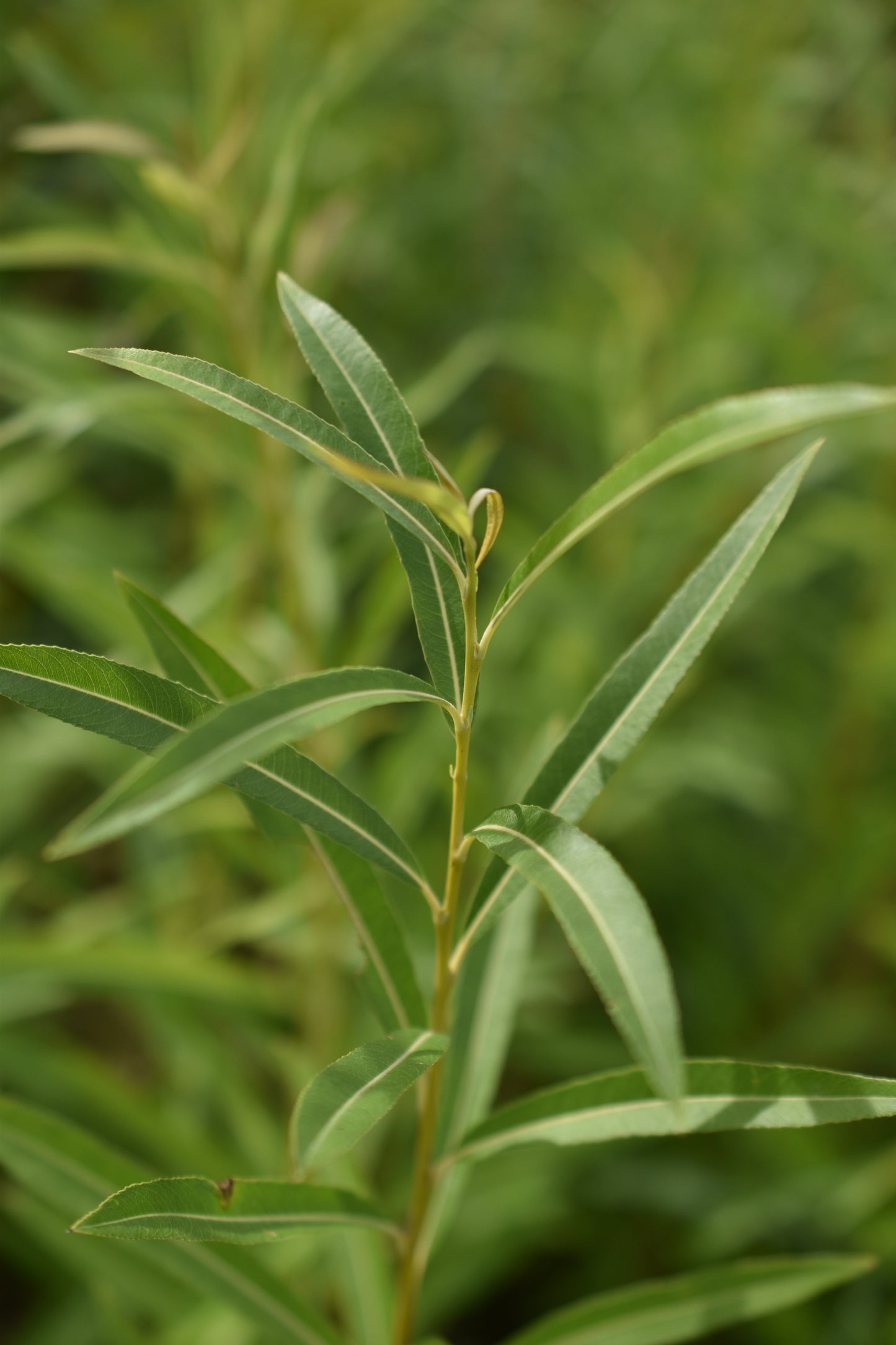 Saule arbustif (Salix spp.) - Zone 3
