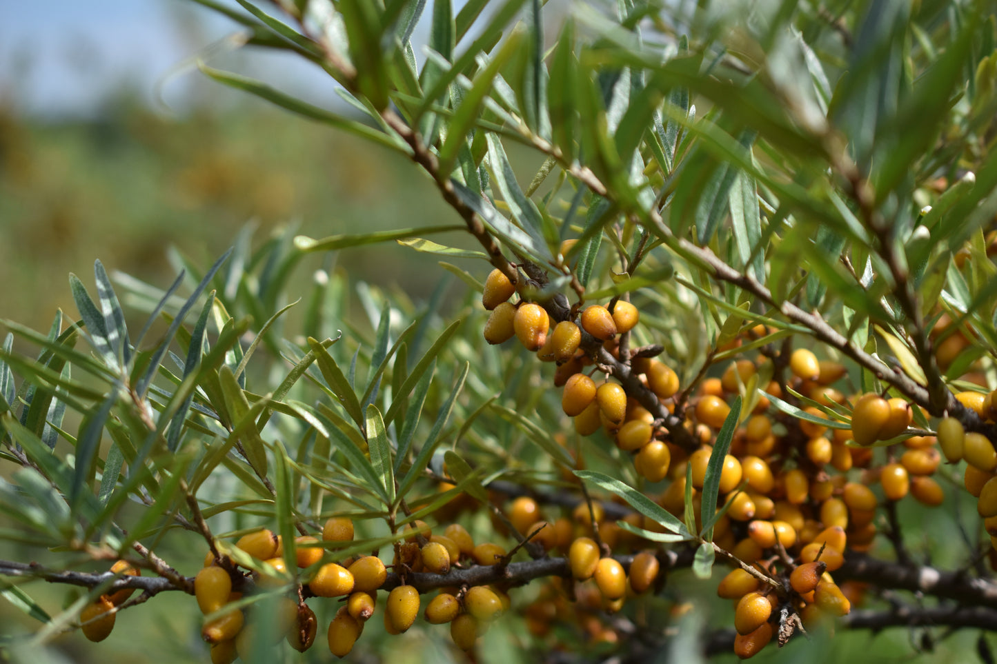 Female sea buckthorn 'Mary' - Zone 4