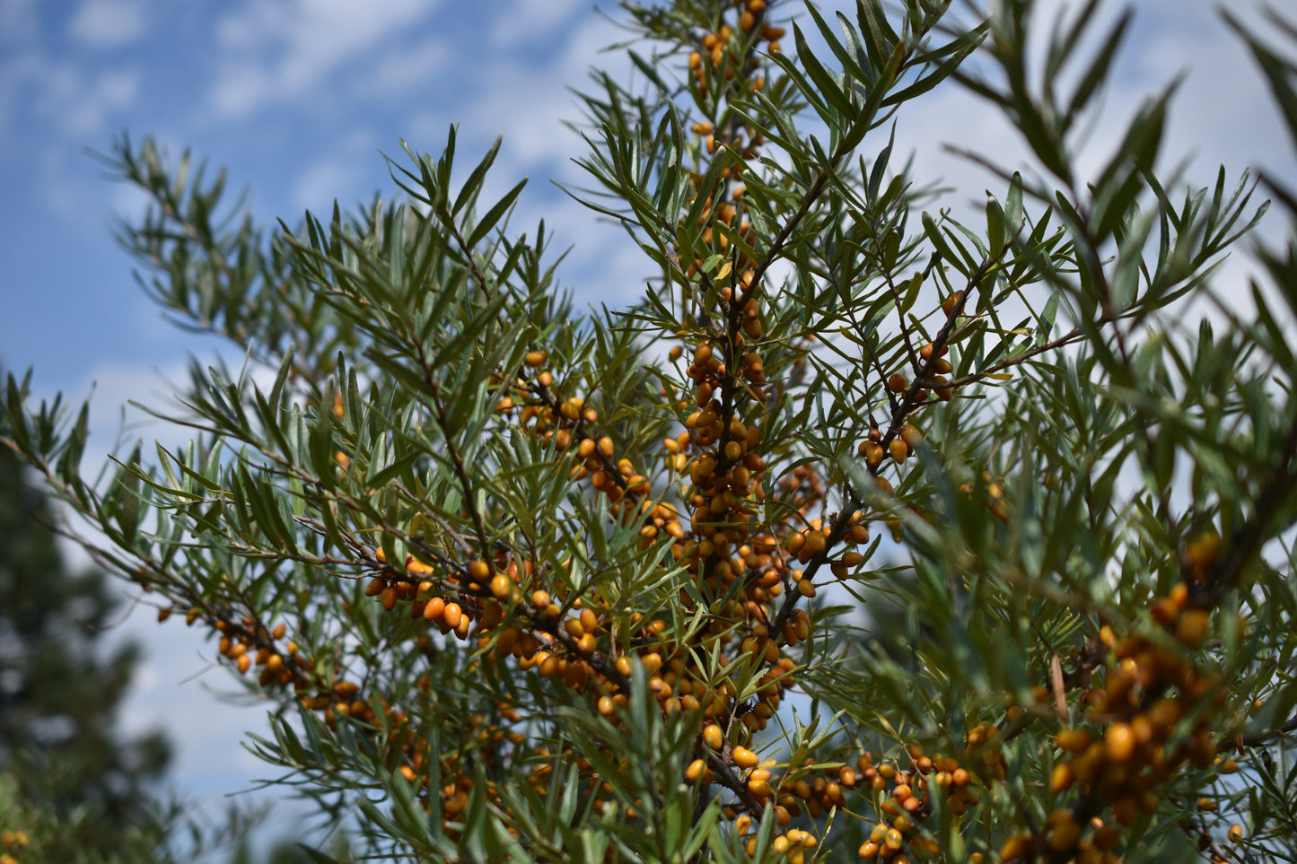 Female sea buckthorn 'Mary' - Zone 4