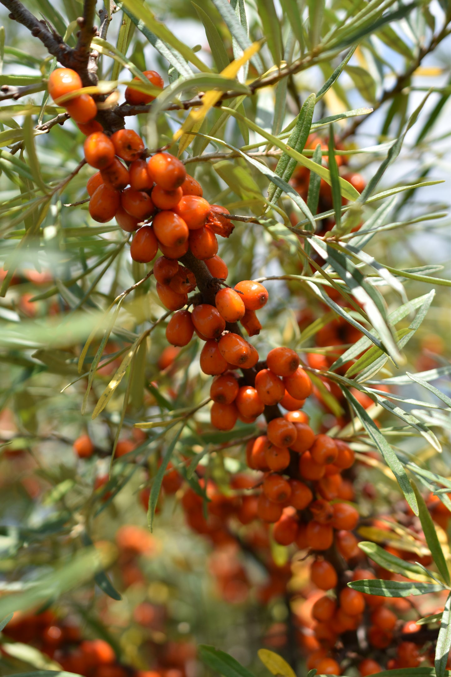 Female sea buckthorn 'Tatjana' - Zone 4