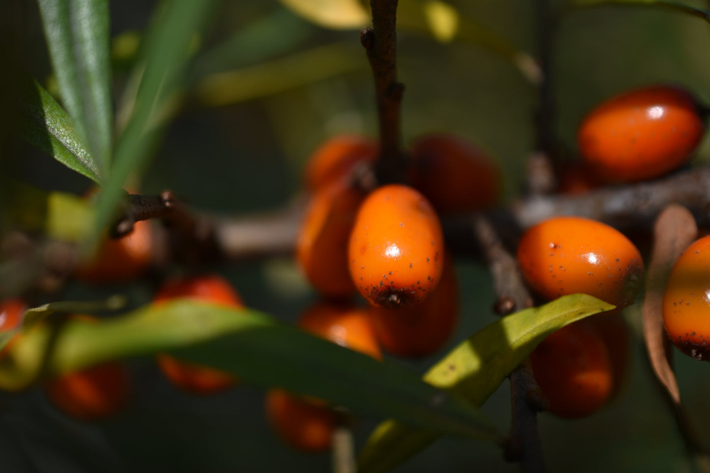 Female sea buckthorn 'Tatjana' - Zone 4