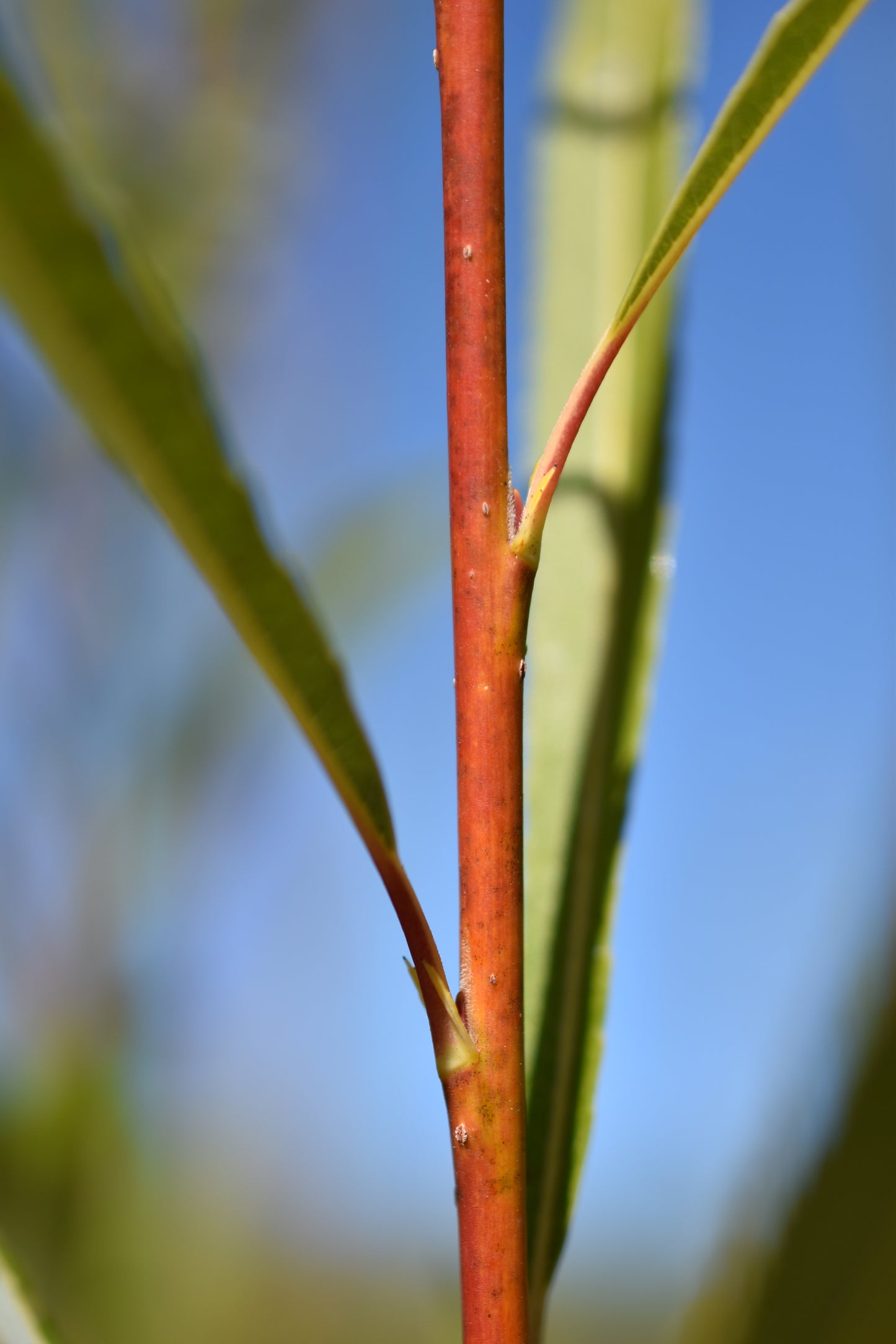 Saule arbustif (Salix spp.) - Zone 3