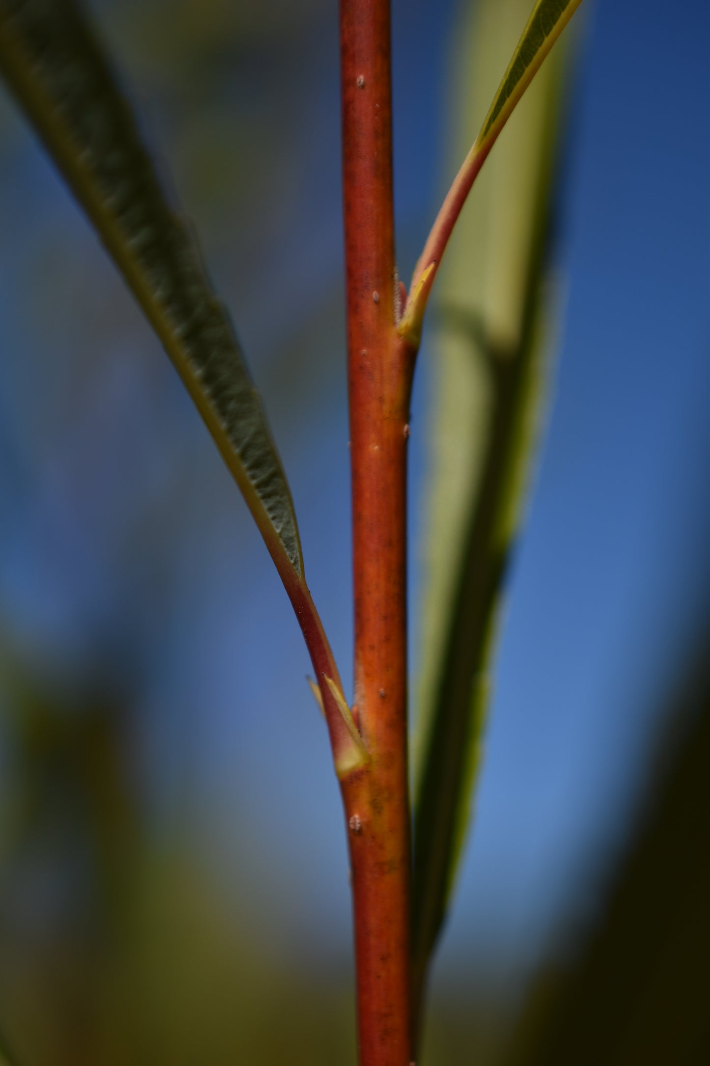 Saule arbustif (Salix spp.) - Zone 3