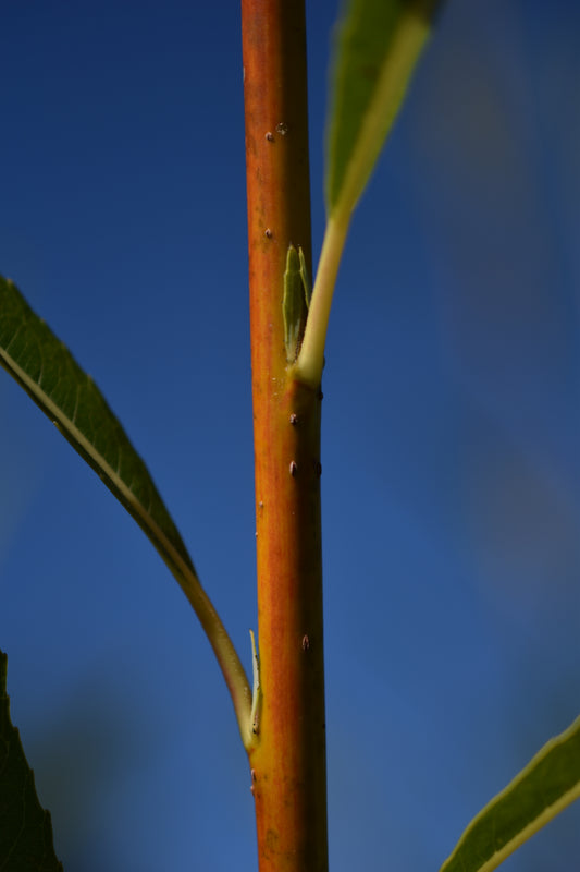 Saule arbustif (Salix spp.) - Zone 3