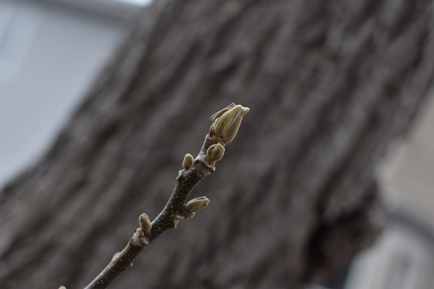 Noyer Cendré (Juglans cinerea) - Zone 3b