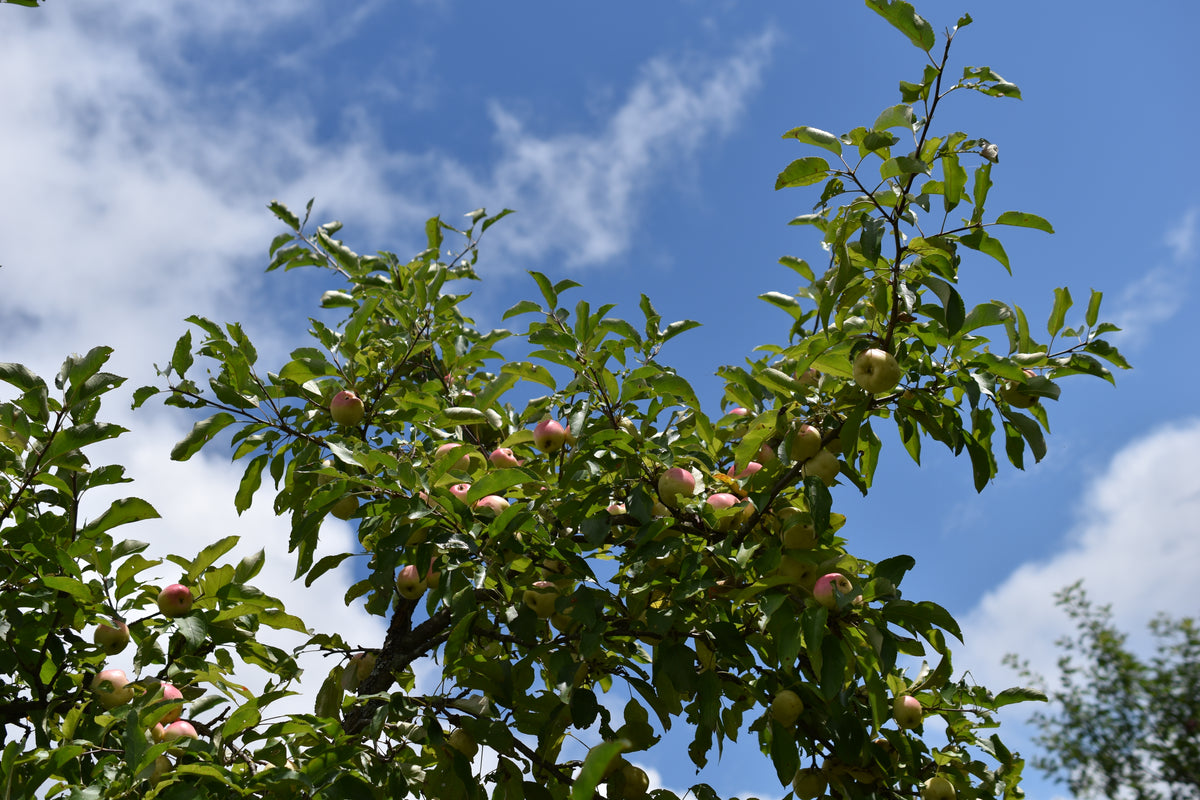 Pommier 'Banane amère' - Zone 4