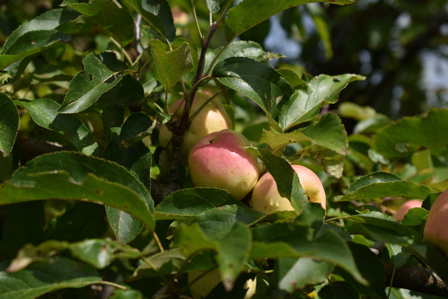 Pommier greffé (Malus domestica) à croquer - Zone 4