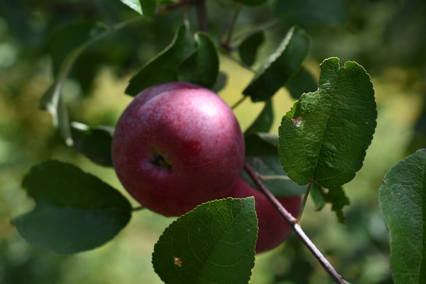 Pommier greffé (Malus domestica) à croquer - Zone 4