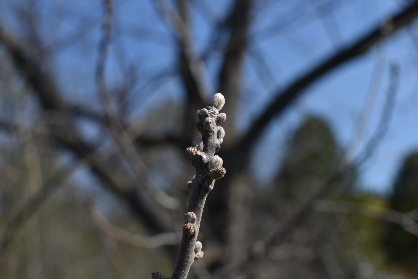 Noyer Noir (Juglans nigra) - Zone 3b