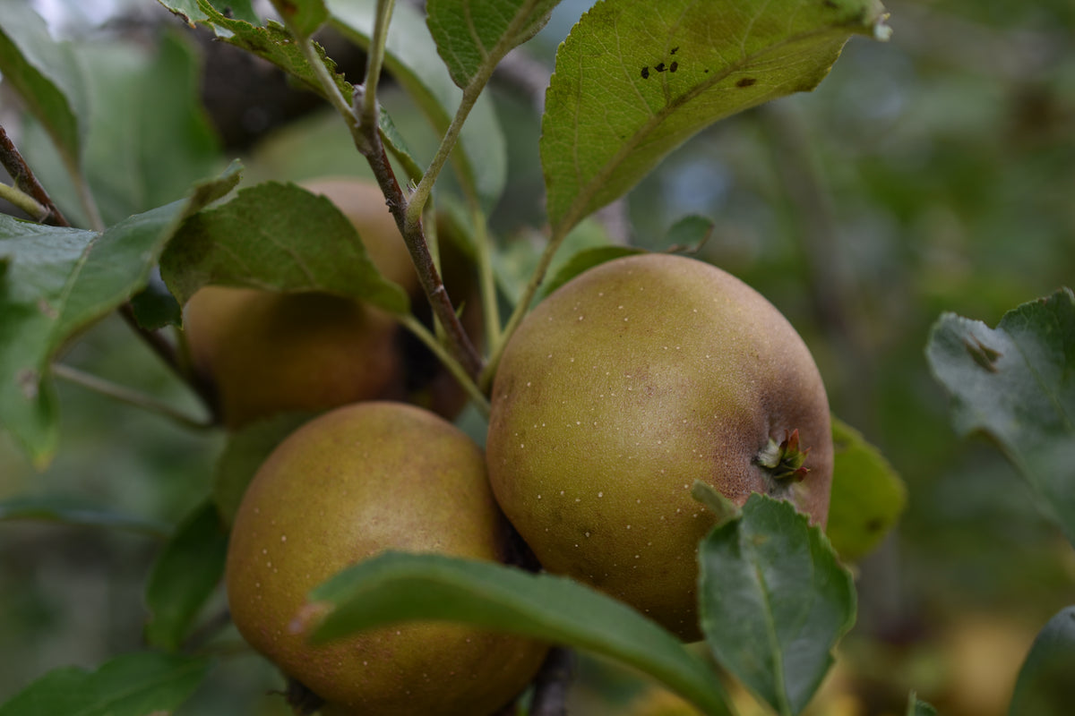 Pommier 'Golden Russet' - Zone 4, tardive