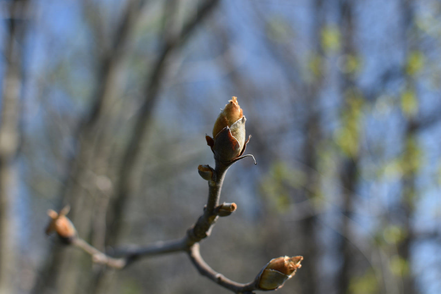 Caryer Ovale (Carya ovata) - Zone 4