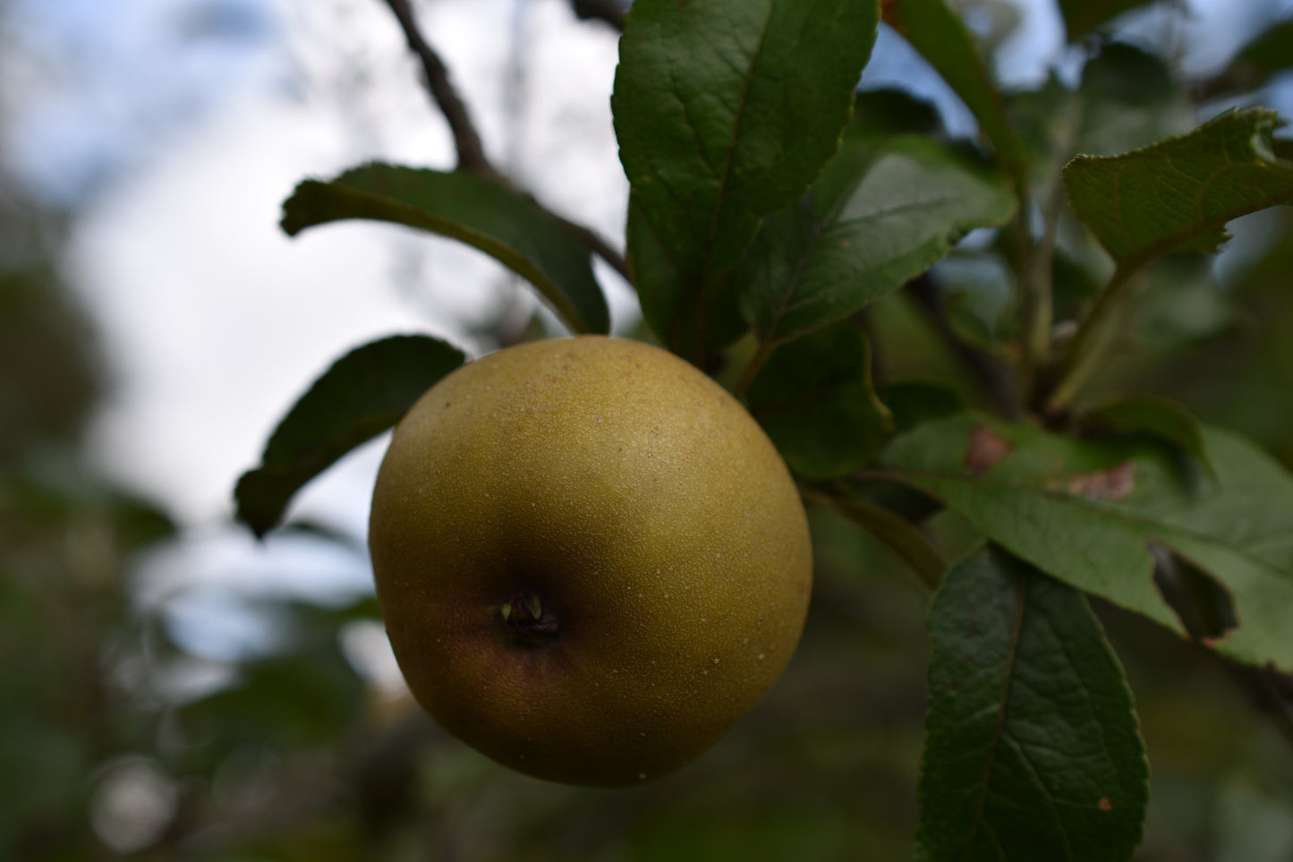Pommier greffé (Malus domestica) à croquer - Zone 4