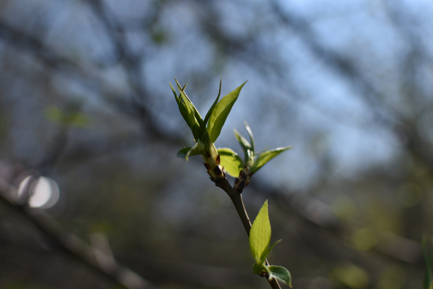 Pear tree (Pyrus Spp.) - Zone 4