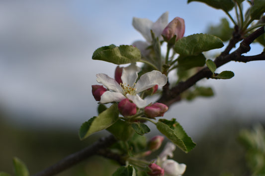 Pommier greffé (Malus domestica) à croquer - Zone 4
