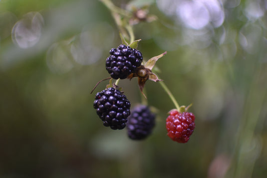 Wild blackberry selected - Zone 4