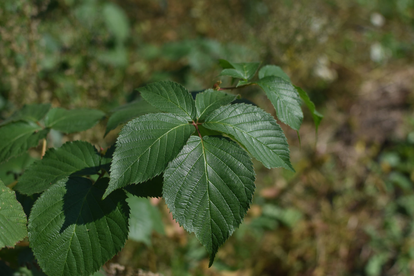 Wild blackberry selected - Zone 4