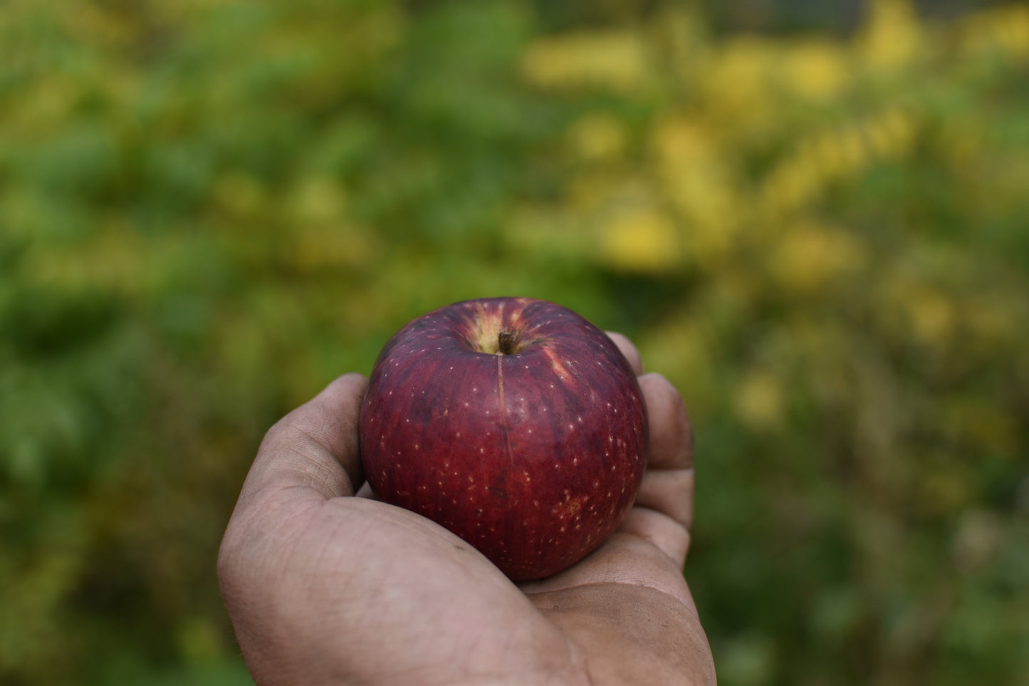 Pommier (Malus domestica) - Zone 4