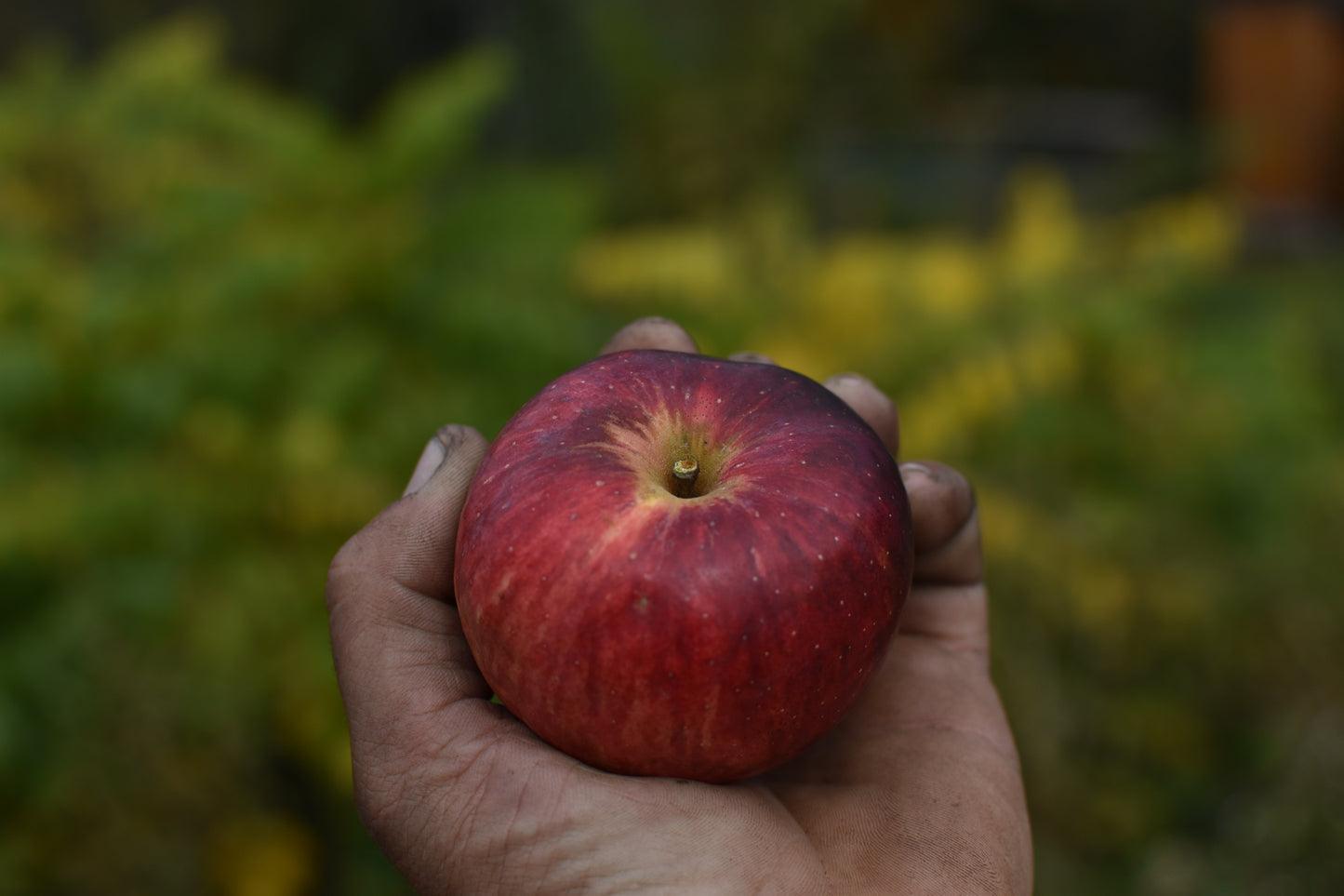 Pommier (Malus domestica) - Zone 4