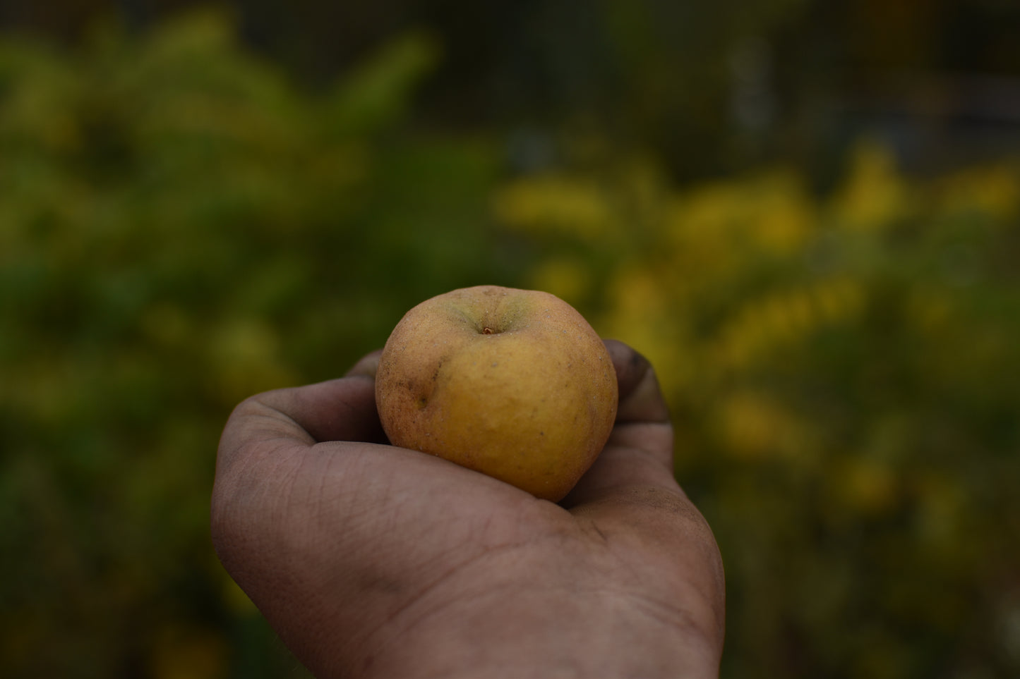 Pommier (Malus domestica) - Zone 4