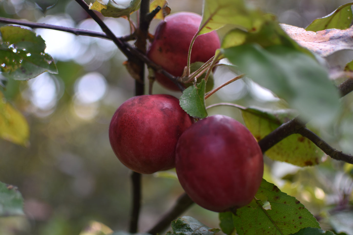 Pommier (Malus domestica) - Zone 4